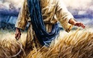 We have Prepared our Ground and Planted Seed now what?? We see a crop beginning to grow and we see the harvest all around us. John 4:35=38
